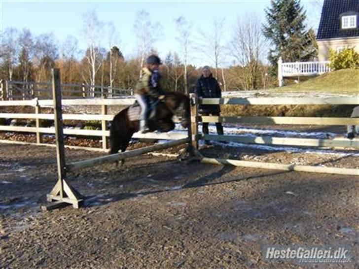 Shetlænder Eges Filur (Anton) - Spring med Nadia. Lodret på 50 cm.. billede 9