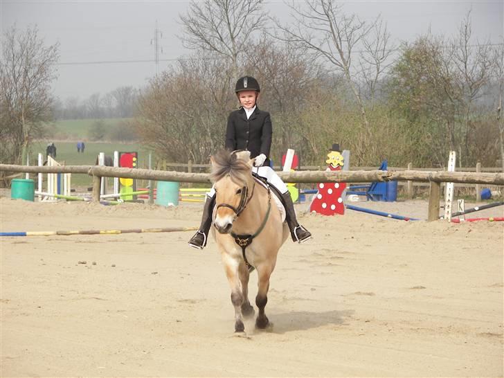 Fjordhest Candis  - vi er meget koncentreret billede 6