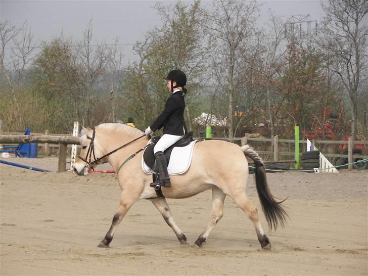 Fjordhest Candis  - sikke dyktige vi er  billede 7