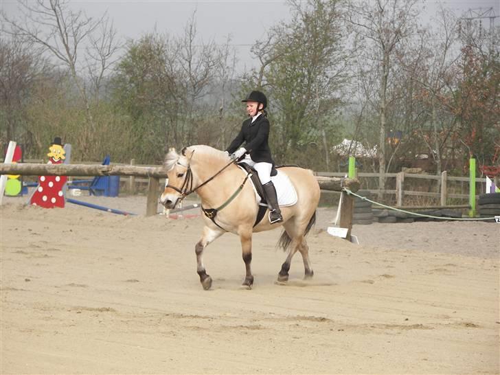 Fjordhest Candis  - jeg kan ikke mere jeg kan ikke løfte mine hove billede 8