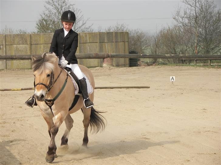 Fjordhest Candis  - uha det er ikke godt når katrine kiggger ned håber ikke at det er mig pyha det var det ikke ha ha jeg fik et klap bag efter billede 9