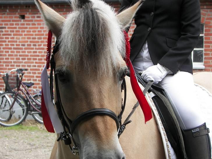 Fjordhest Candis  - Godt gået Candis, vi kan bare os to billede 11