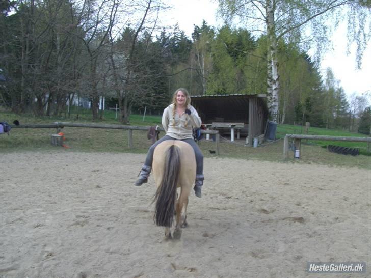 Fjordhest Chila R.I.P - foto taget af: Sofie billede 5