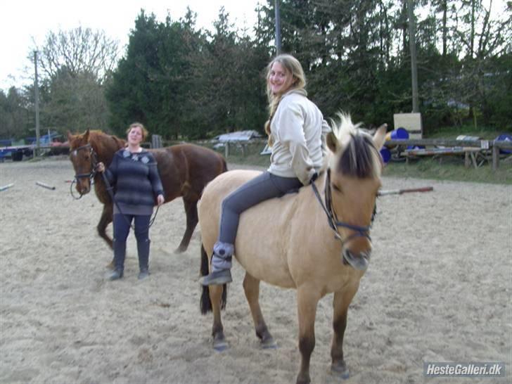 Fjordhest Chila R.I.P - foto taget af: Sofie billede 6