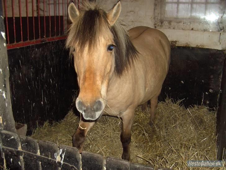 Fjordhest Chila R.I.P - foto taget af: Sofie billede 7