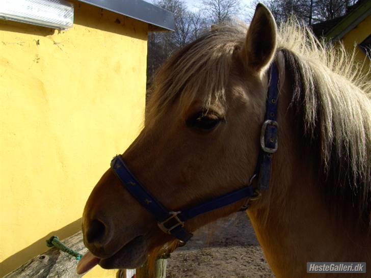 Fjordhest Chila R.I.P - foto taget af: Sofie billede 8