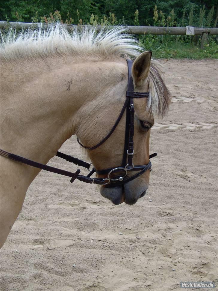 Fjordhest Chila R.I.P - foto taget af: Sofie billede 9