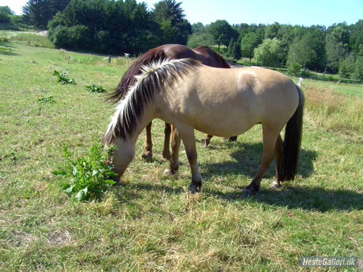 Fjordhest Chila R.I.P - foto taget af: Sofie billede 10