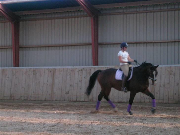 Hannoveraner A la Luigi R.I.P billede 14