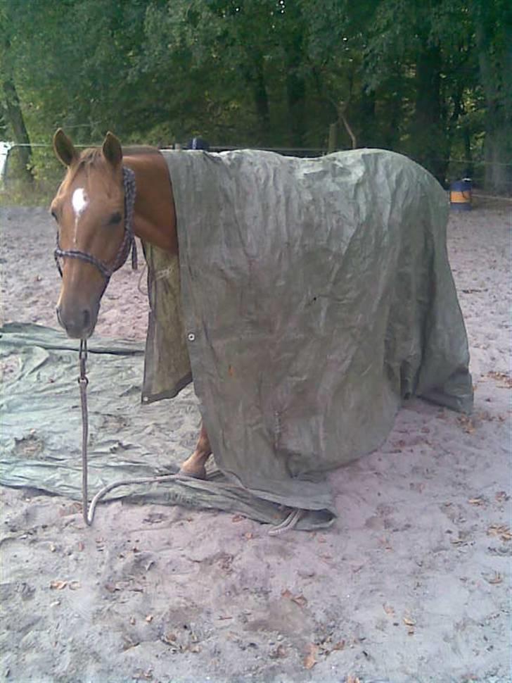 Hollandsk Sportspony Team Sødrings Toni -solgt - Horsemanship billede 14