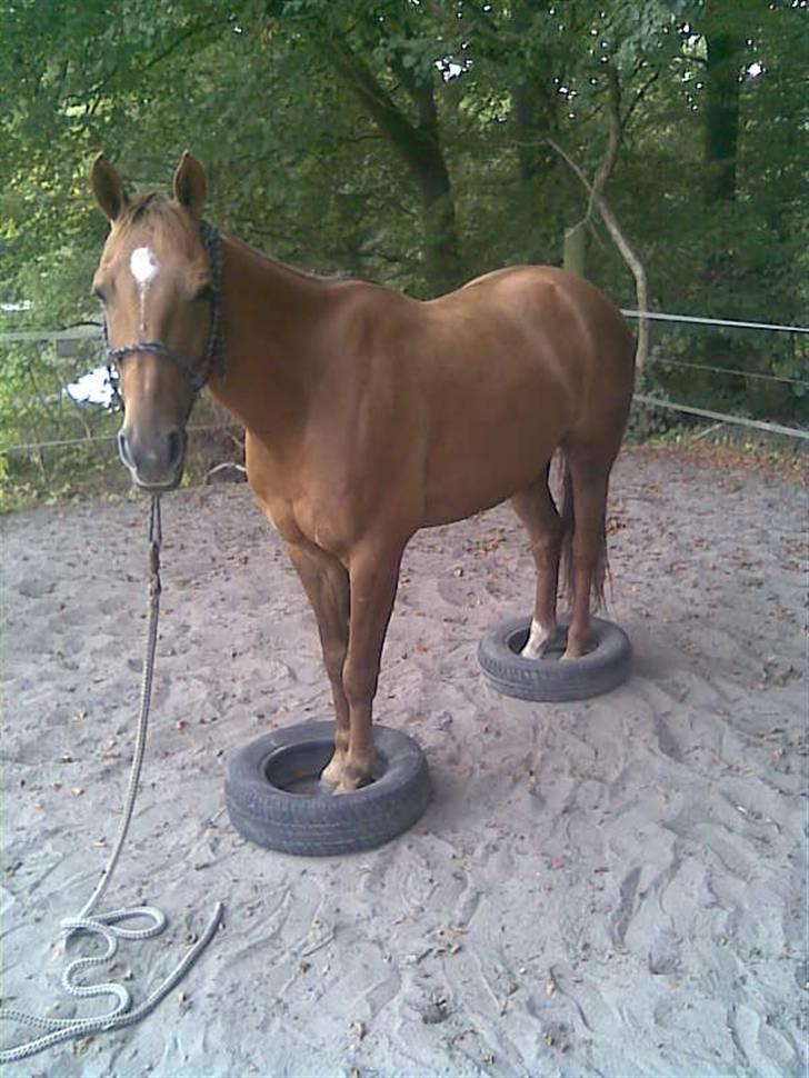 Hollandsk Sportspony Team Sødrings Toni -solgt - Horsemanship billede 15
