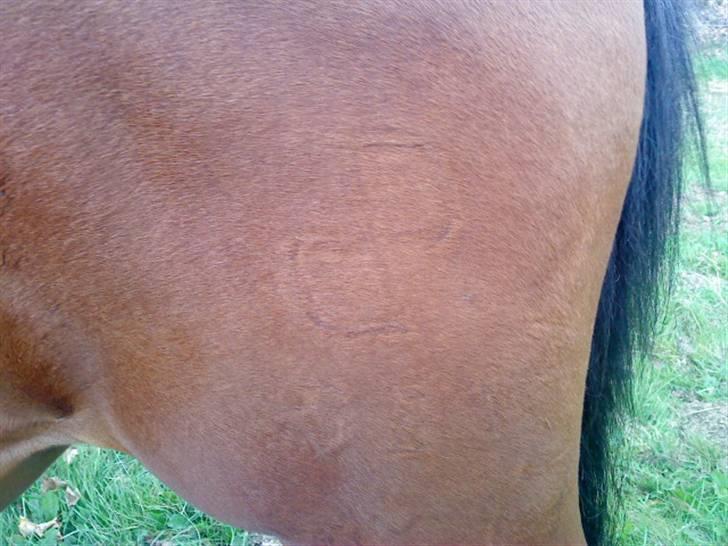 Pinto Chevál Tobiano *solgt* billede 7