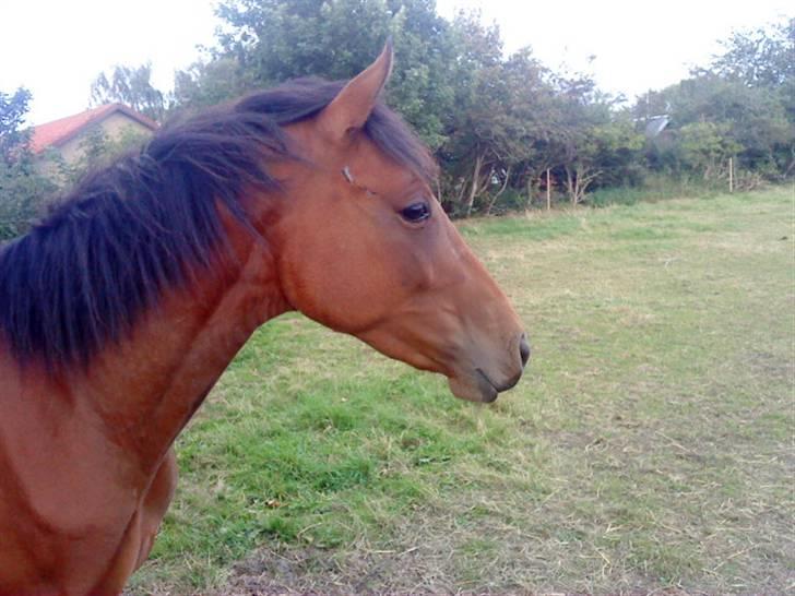 Pinto Chevál Tobiano *solgt* billede 8