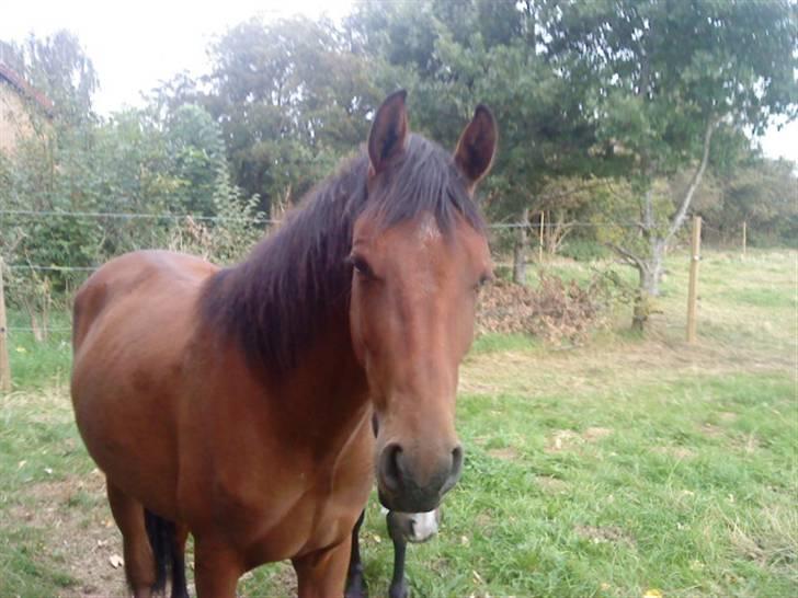 Pinto Chevál Tobiano *solgt* billede 9