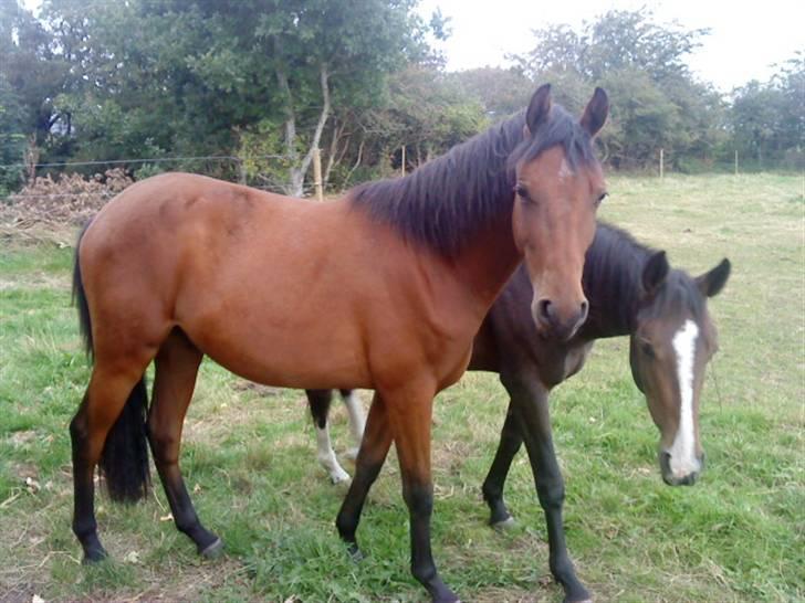 Pinto Chevál Tobiano *solgt* billede 10