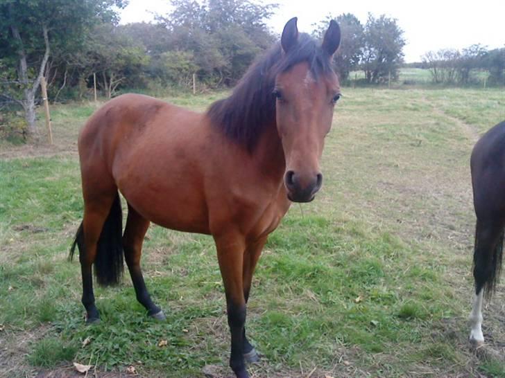 Pinto Chevál Tobiano *solgt* billede 11