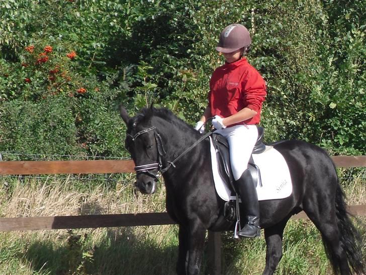 New Forest Sinka billede 1