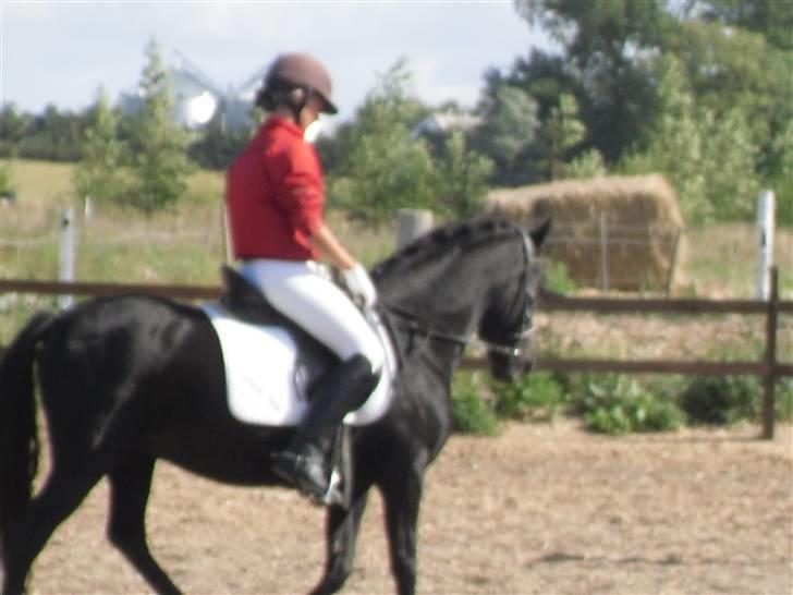 New Forest Sinka billede 2