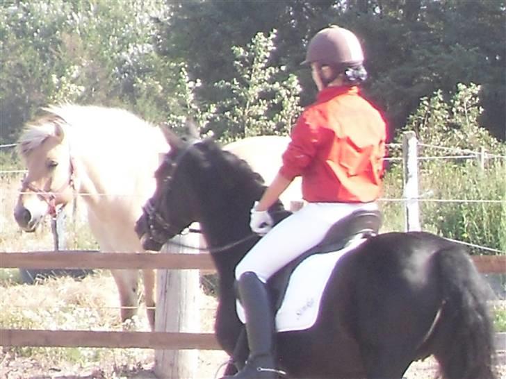 New Forest Sinka billede 3