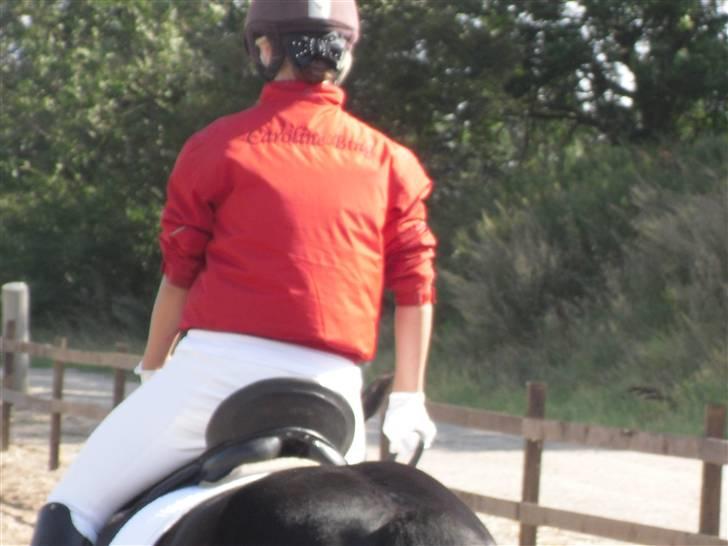 New Forest Sinka billede 4