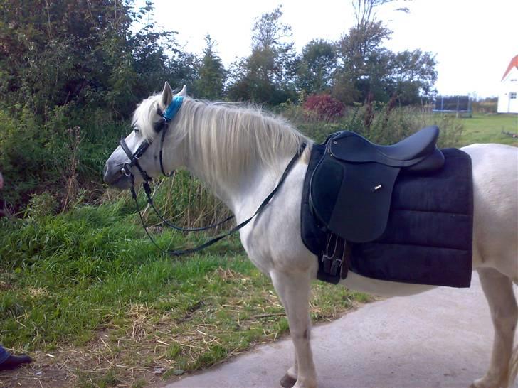 Anden særlig race Nuggi - Nuggi billede 9