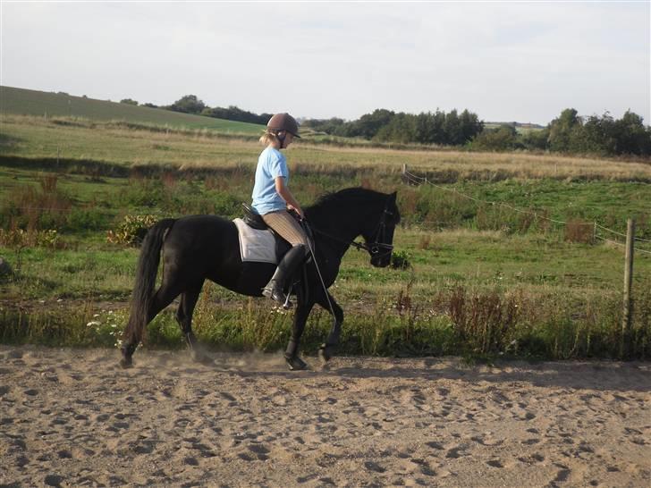 New Forest Sinka billede 5