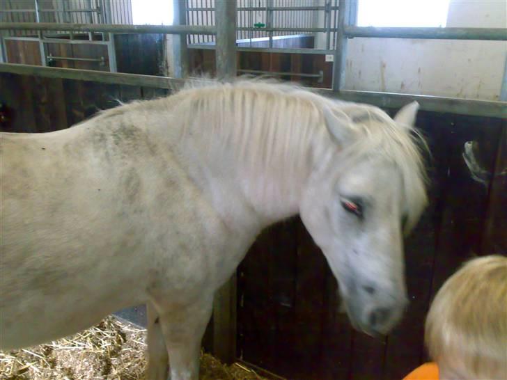 Anden særlig race Nuggi billede 10