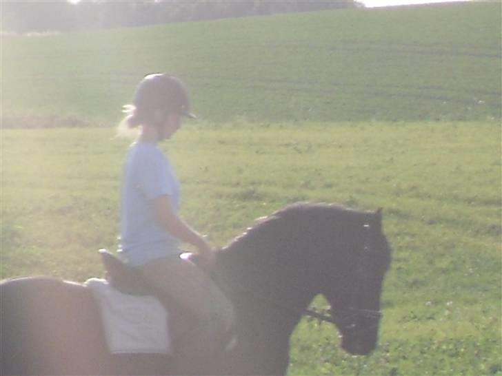 New Forest Sinka billede 6