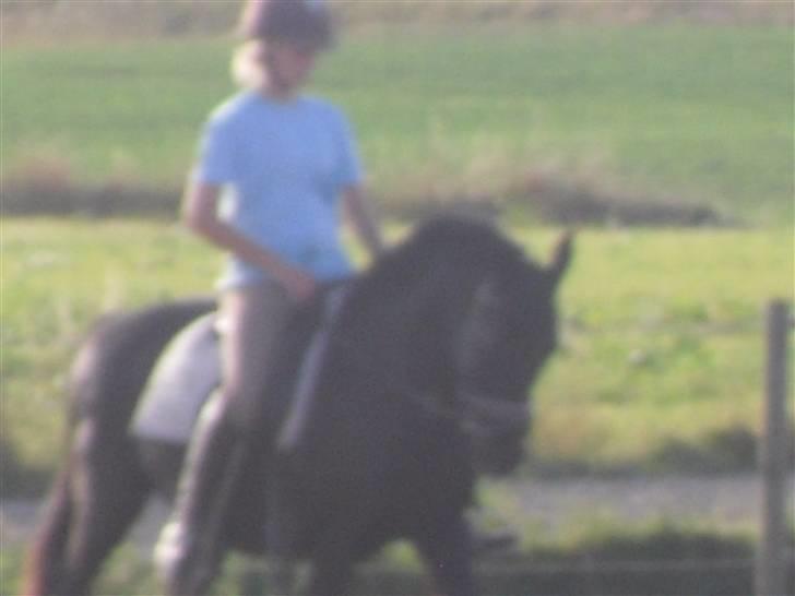 New Forest Sinka billede 7