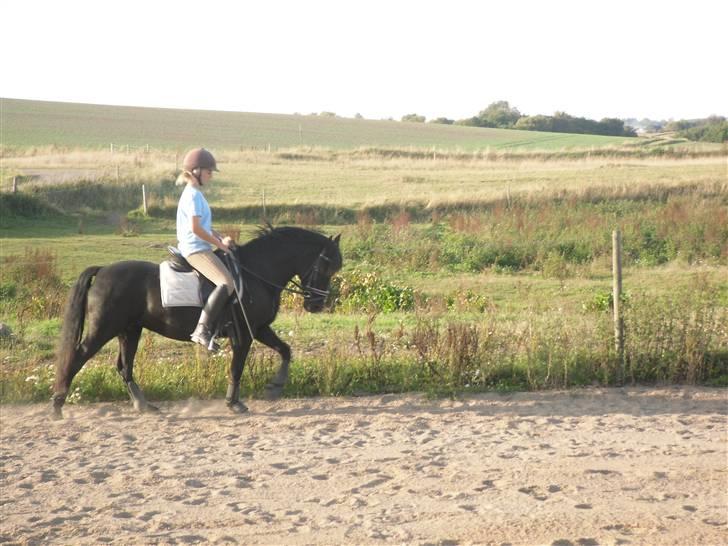 New Forest Sinka billede 8