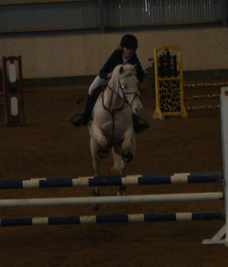 Palomino Sandgravgård Ricko SOLGT billede 13