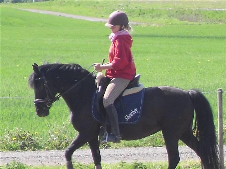 New Forest Sinka billede 9