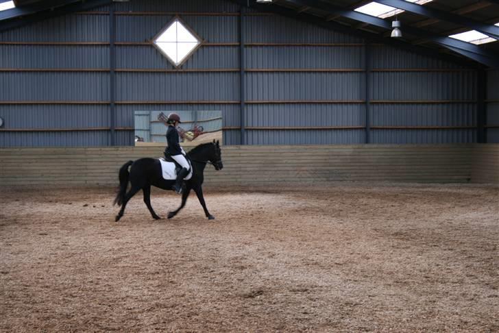 New Forest Sinka billede 10