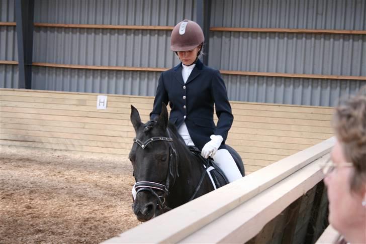 New Forest Sinka billede 11