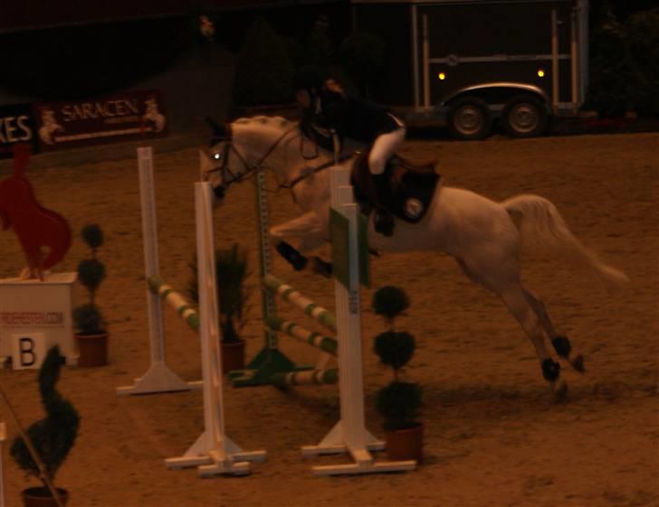 Palomino Sandgravgård Ricko SOLGT billede 15