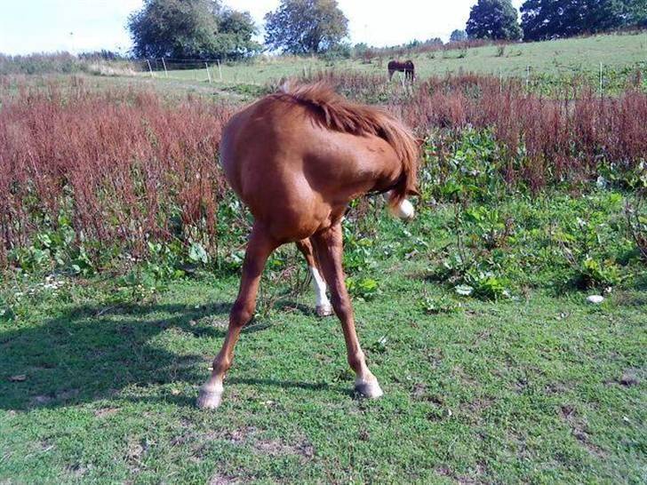 New Forest Taliena's Thamara *SOLGT* billede 18