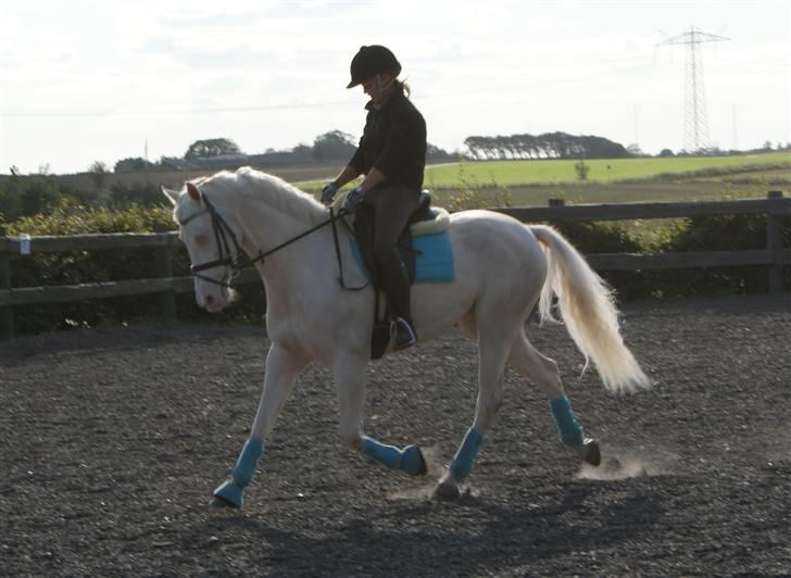 Palomino Sandgravgård Ricko SOLGT billede 16