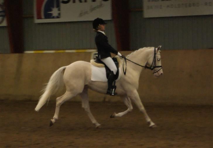 Palomino Sandgravgård Ricko SOLGT billede 17