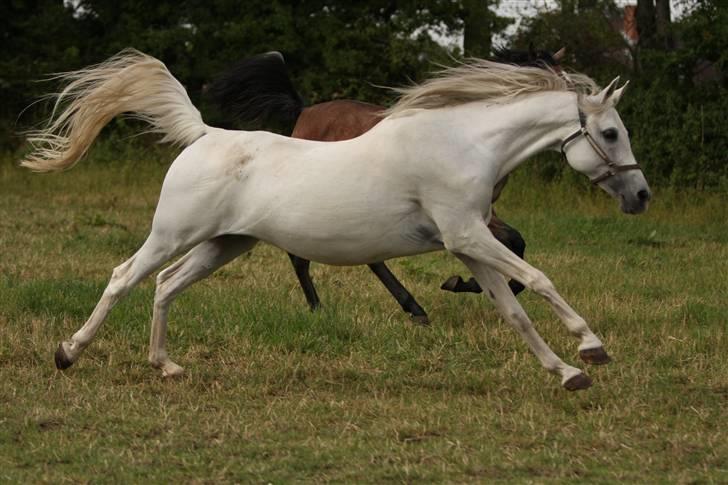 Arabisk fuldblod (OX) Epicha billede 10