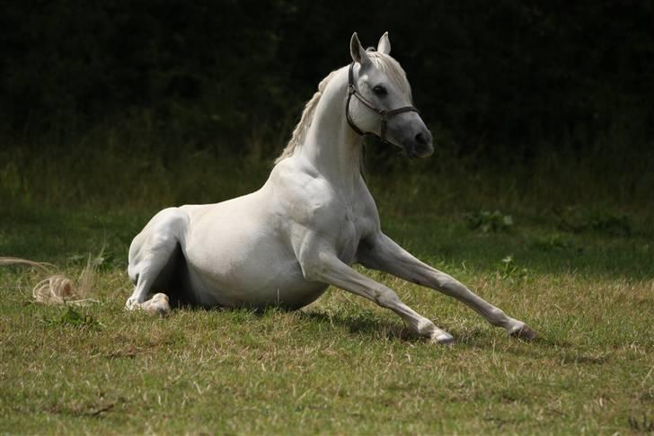 Arabisk fuldblod (OX) Epicha billede 11