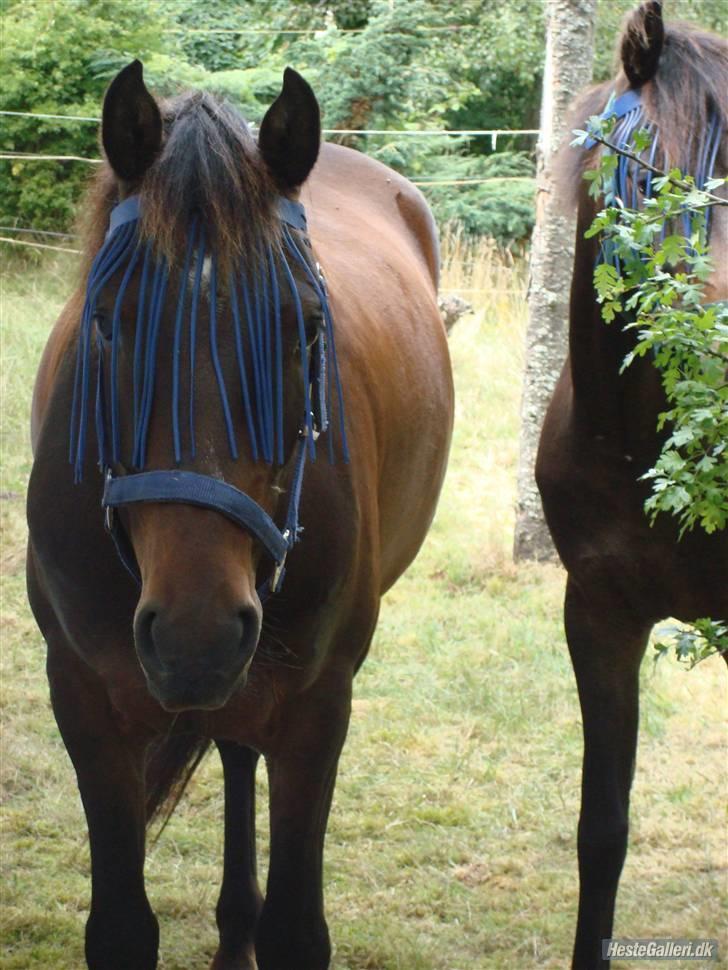 DSP King *rider ikke mere* - Hvor ser du dog bare kær ud!! <33 :b billede 3