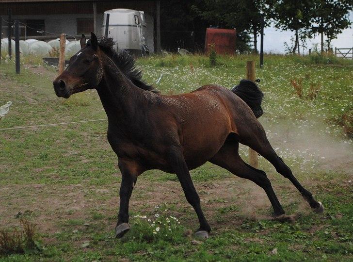 DSP King *rider ikke mere* - Good Balance ! billede 5