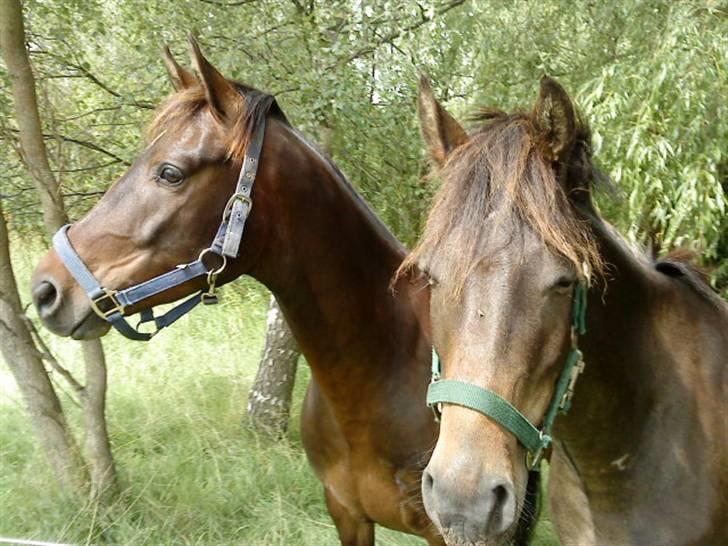 DSP King *rider ikke mere* - Han er da charmerende? Hans knejsende hoved og de fremadrettede øre (: Ikke til at stå for (: billede 6