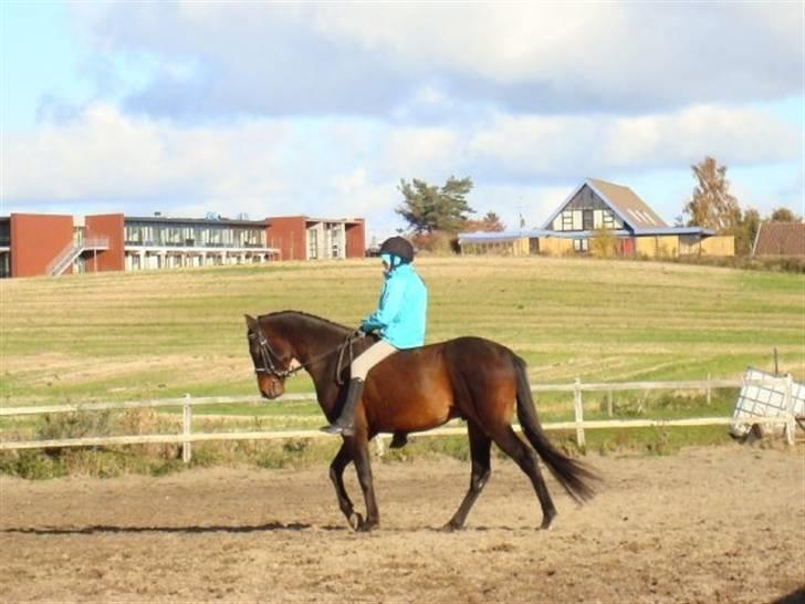 DSP King *rider ikke mere* - Træning xD billede 7