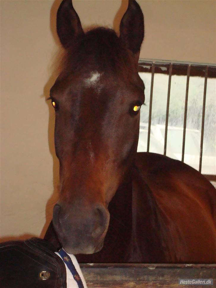 DSP King *rider ikke mere* - <3 billede 8