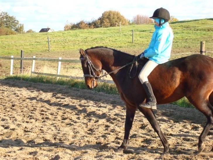 DSP King *rider ikke mere* - Så fint kunne han gå sidste gang ;/ billede 11