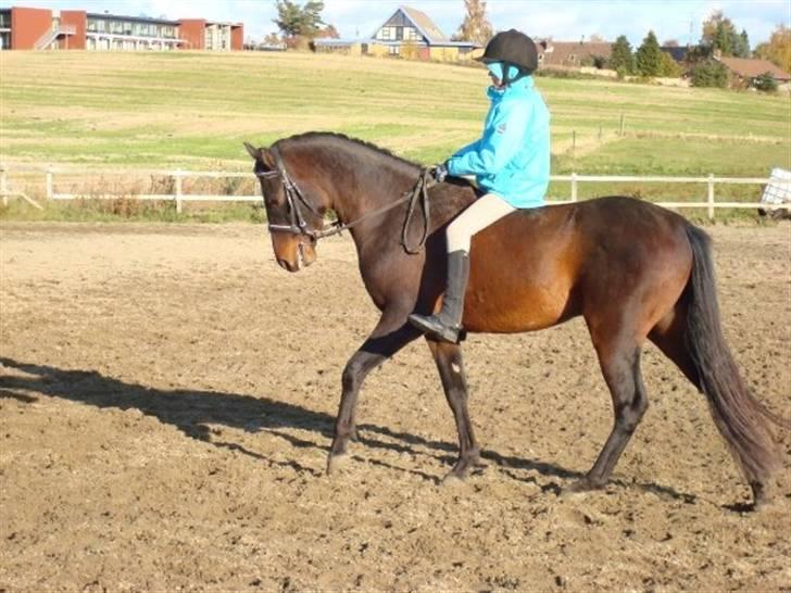 DSP King *rider ikke mere* - Smuk, smuk, smuk, smuk... Kan man være smukkere? (: billede 13