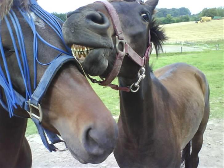 DSP King *rider ikke mere* - Bvadr!!! "Ringo du er for klam" xD billede 15