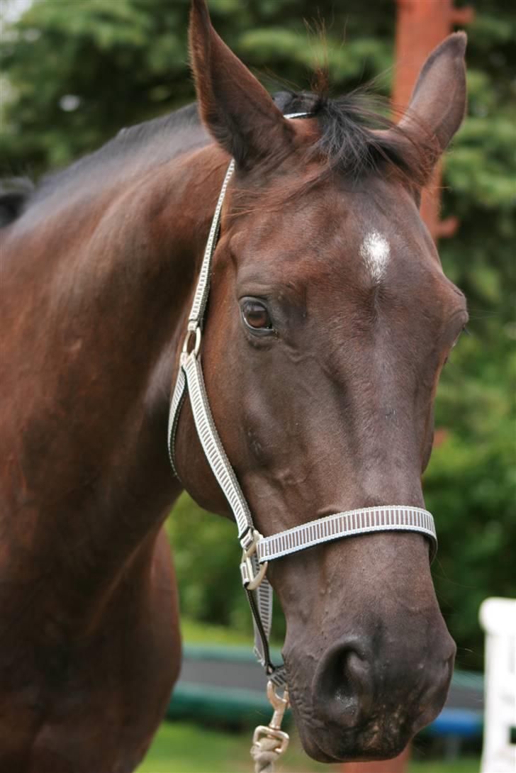 Dansk Varmblod Cherokee Tågerup billede 16