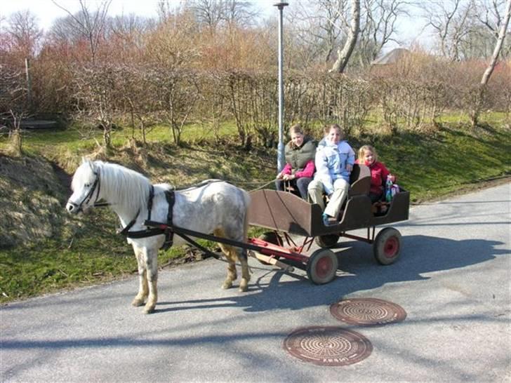 Welsh Pony (sec B) Honeycomb   - lige inden vi købte ham. skulle vi lige have en tur i hestevognen..:D <3 billede 14